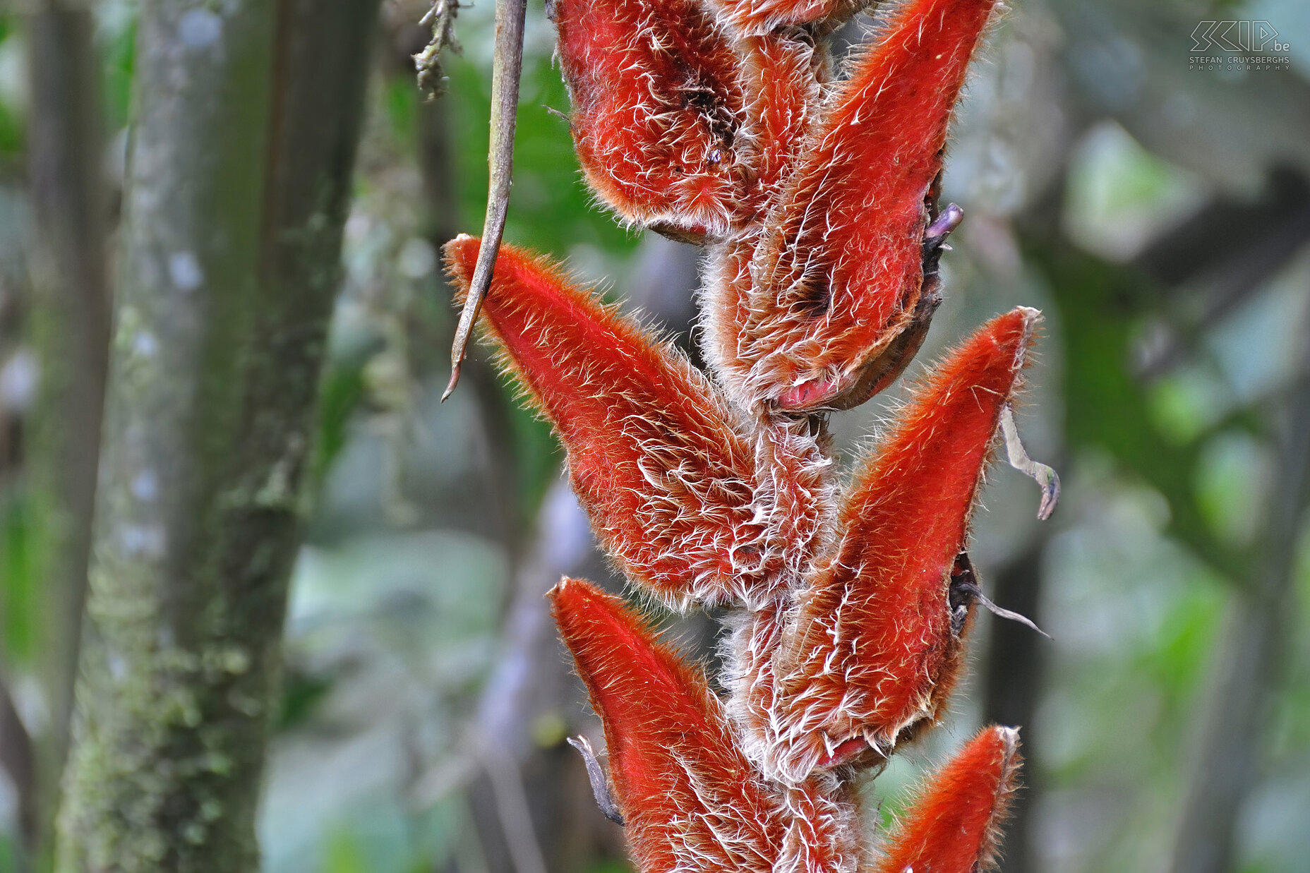 Jungle - Heliconia velligera From Baños we drove to Puyo to stay in the Amazon jungle for 3 days. The vegetation was really lush and we saw a lot of colourful insects, but unfortunately no animals. Stefan Cruysberghs